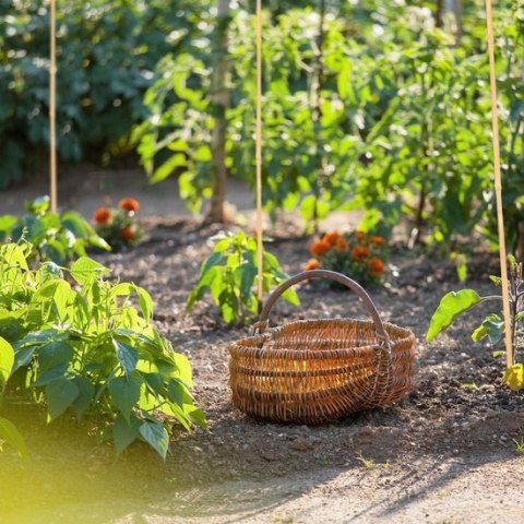 DRĄŻKI BAMBUSOWE 105 CM 25 SZT DO ROŚLIN DEKORACJI OGRÓD DIY DRĄŻKI BAMBUSOWE 105 CM 25 SZT DO ROŚLIN DEKORACJI OGRÓD DIY